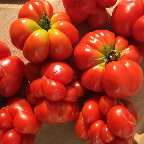 Organic 'Traveling' Tomato