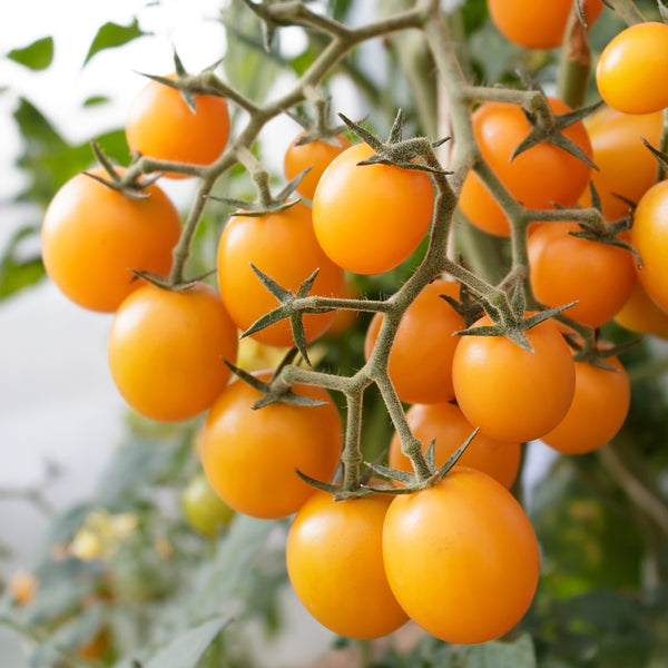 Cherry Tomato Orangeto F1