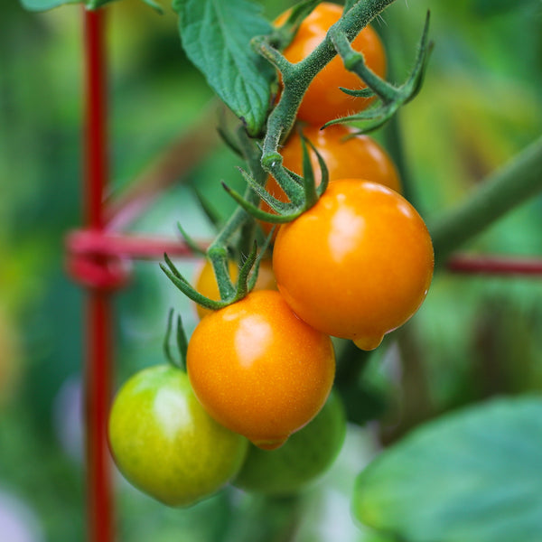 Tomate cerise Sun Gold F1