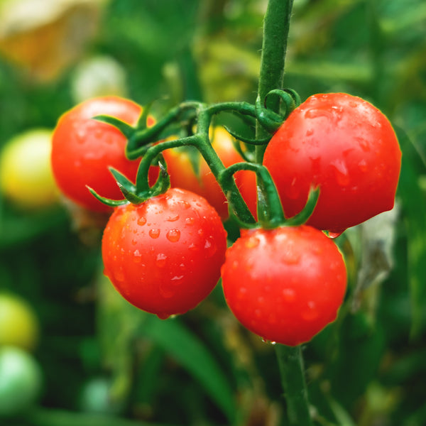 Cherry Tomato Sweet 100 F1