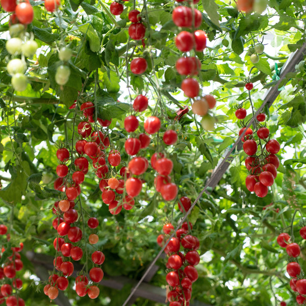 Tomate cerise Sweet Treats F1