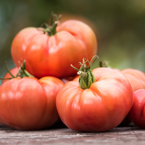 Red Tomato 'Fireworks'