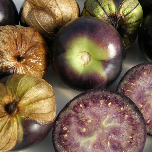 Tomatillo ‘Purple’ bio