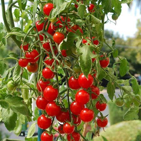 Tomato 'Datterino'