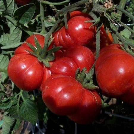 Tomate 'Costoluto Genovese'