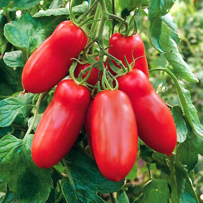 Tomato 'Scatolone'