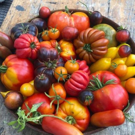 Mélange de tomates bio