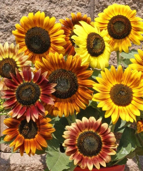 Sunflower 'Autumn Beauty' Mix