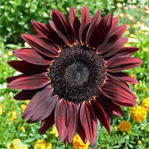 Tournesol 'Chocolate Cherry' bio