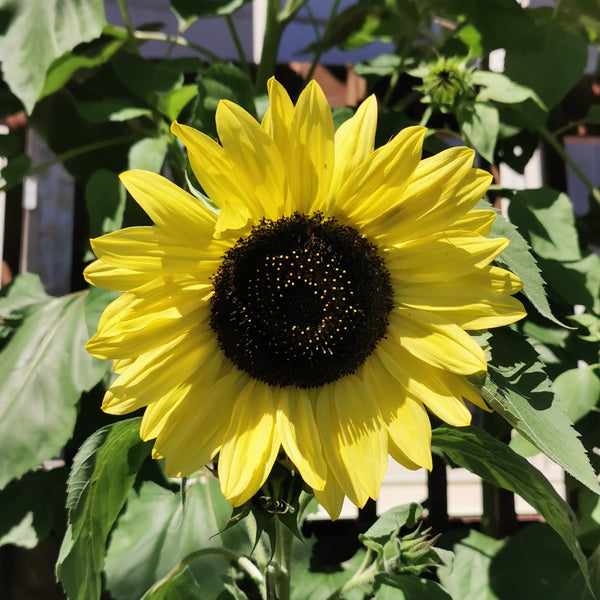 Sunflower Lemon Queen