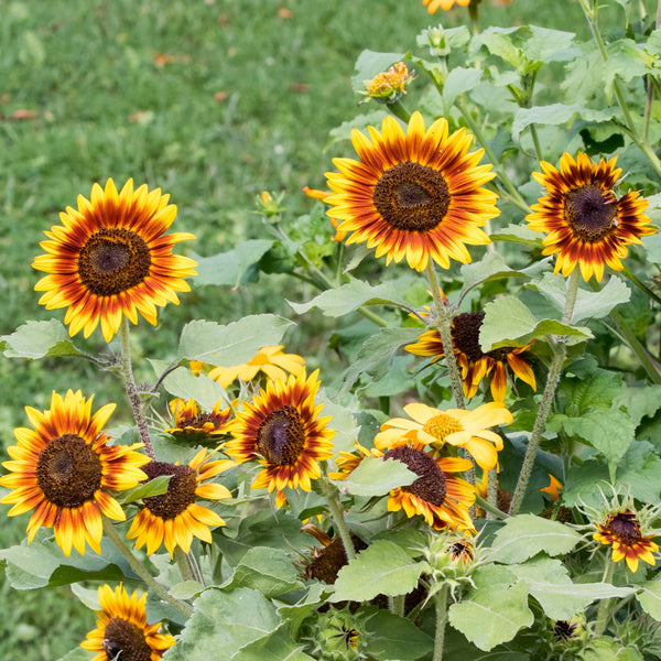 Tournesol 'Ring of Fire'