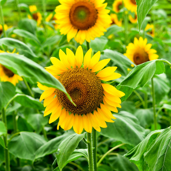 Tournesol 'Suntastic Golden' F1