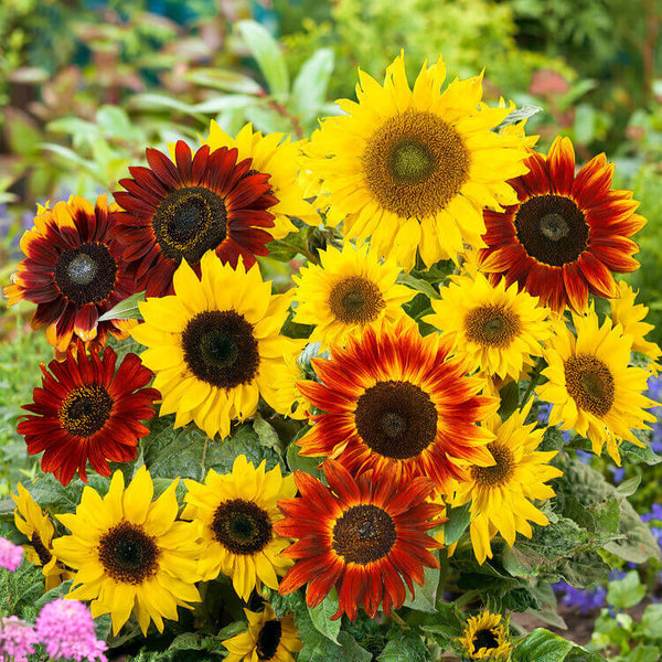 sunflower 'Colour Fashion Mixed'