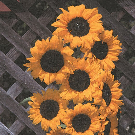 Tournesol 'Dorado'