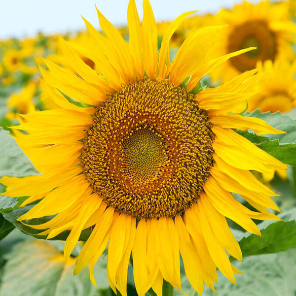 Tournesol 'Large Grey Striped'