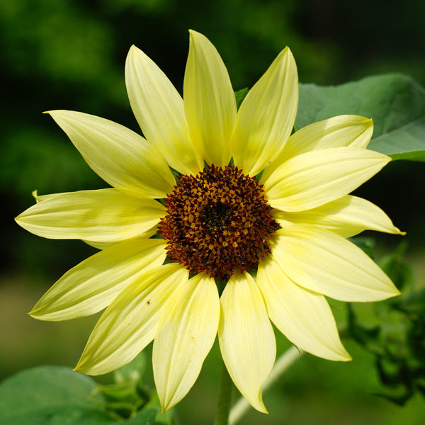 Sunflower 'Lemon Queen'