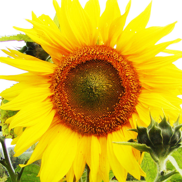 Organic 'Giant Mammoth' Sunflower