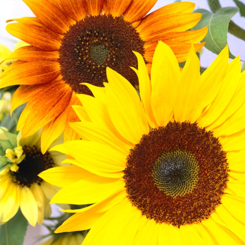 Organic sunflower mix