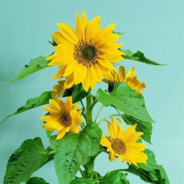 Sunflower Pacino® Gold