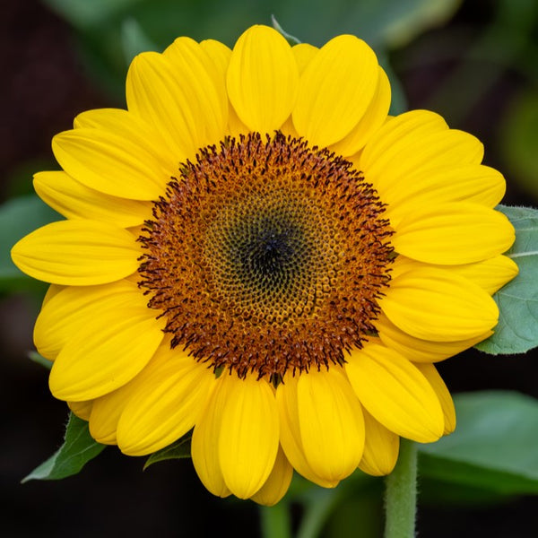 Sunflower 'Soraya'