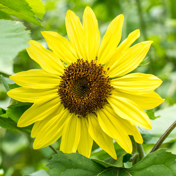 Sunflower  'Suntastic Yellow and Black' 