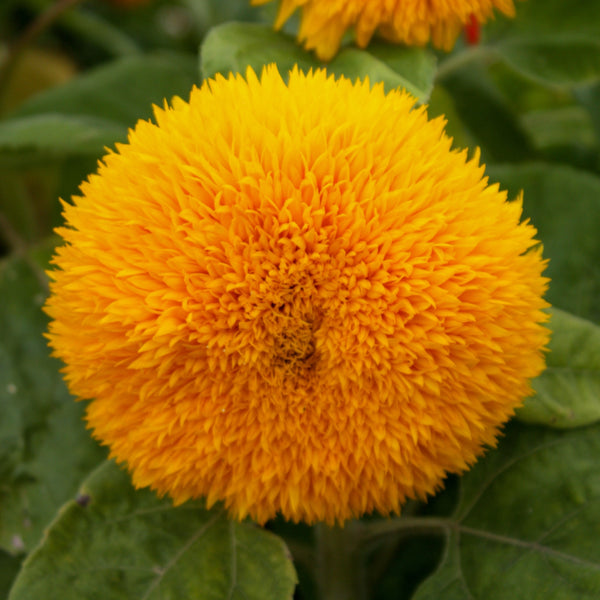 Sunflower 'Tall Sungold'