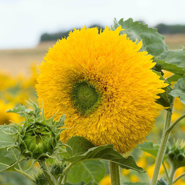 Tournesol 'Teddybear'