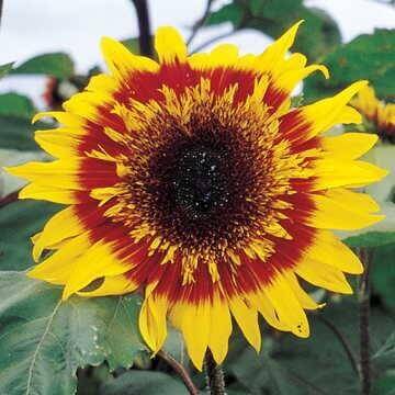 Sunflower 'The Joker (Hybrid)'