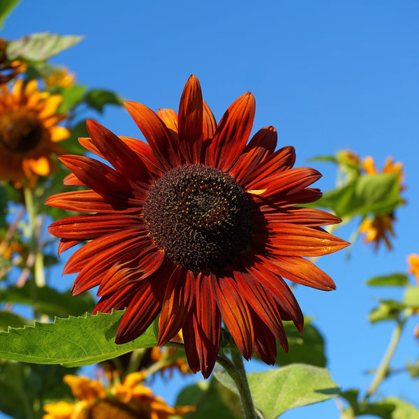 Tournesol 'Velvet Queen'