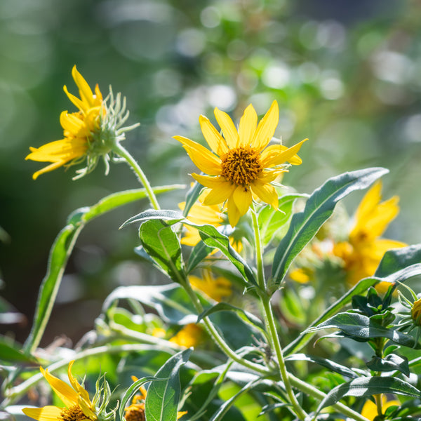 Tournesol de Maximilien