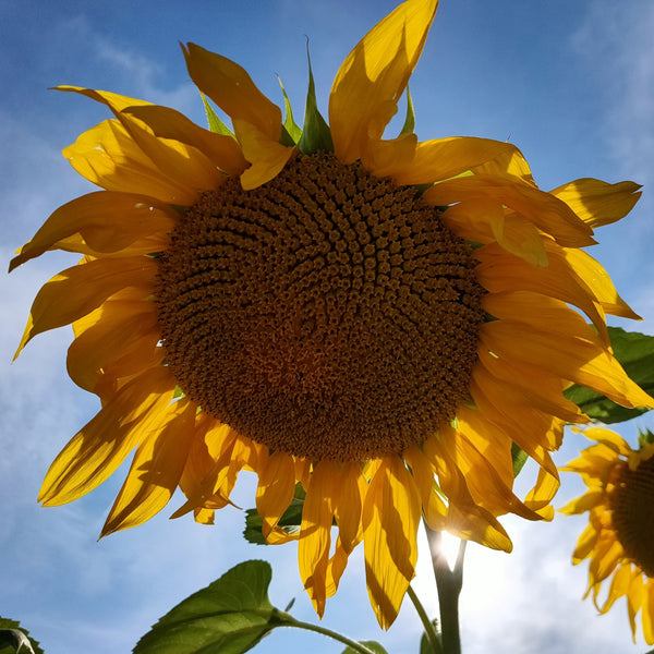 Tournesol géant