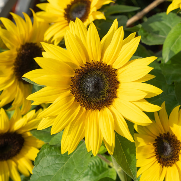 Sunflower dwarf 'Sunspot'