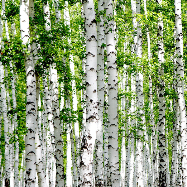 Tree Seed 'White Birch'