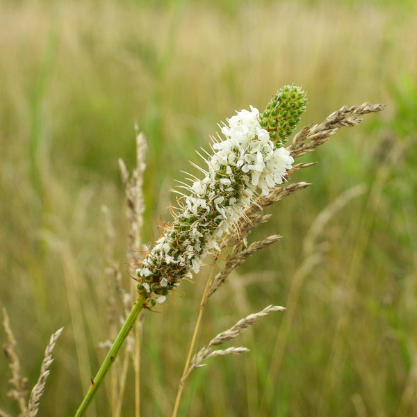 Trèfle blanc des Prairies