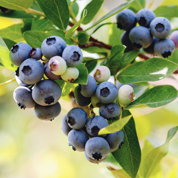 Wild Lowbush Blueberry (Vaccinium angustifolium)