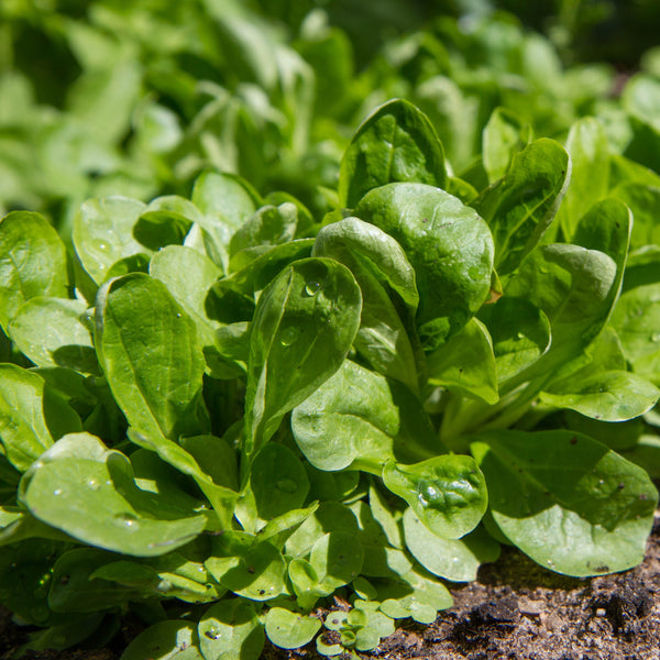 Corn Salad Mix