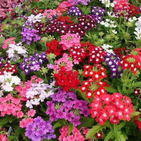 Verbena 'Grandiflora' mix