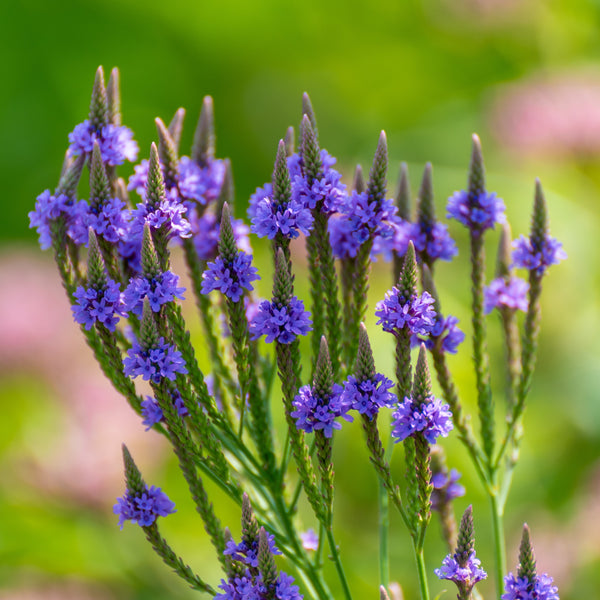 Verbena hastae