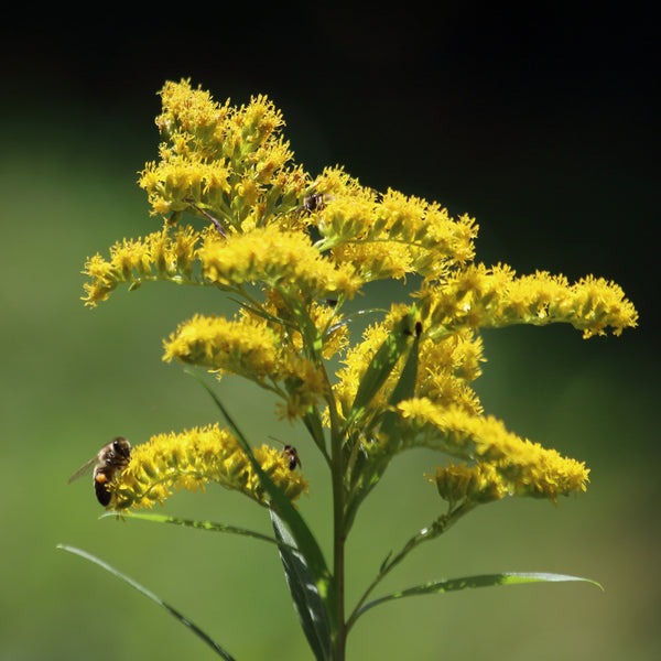 Verge D'or des Bois