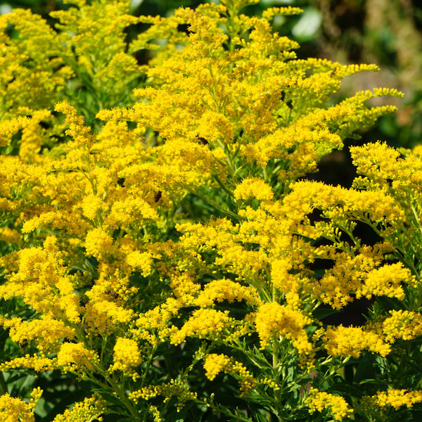 Canada Goldenrod