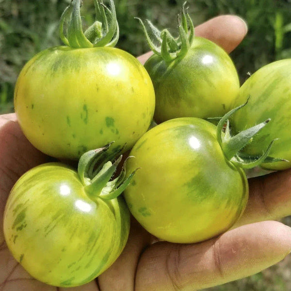 Tomato 'Vernissage Green' Organic