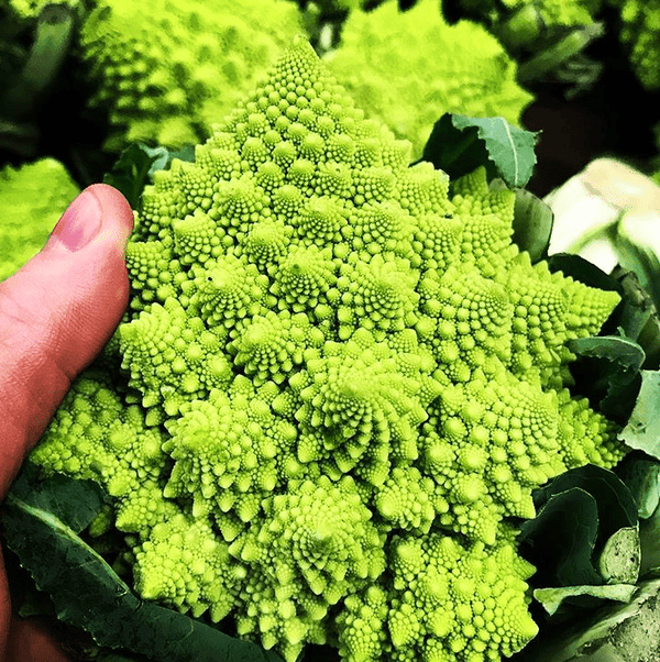 Cauliflower 'Romanesco Veronica F1'