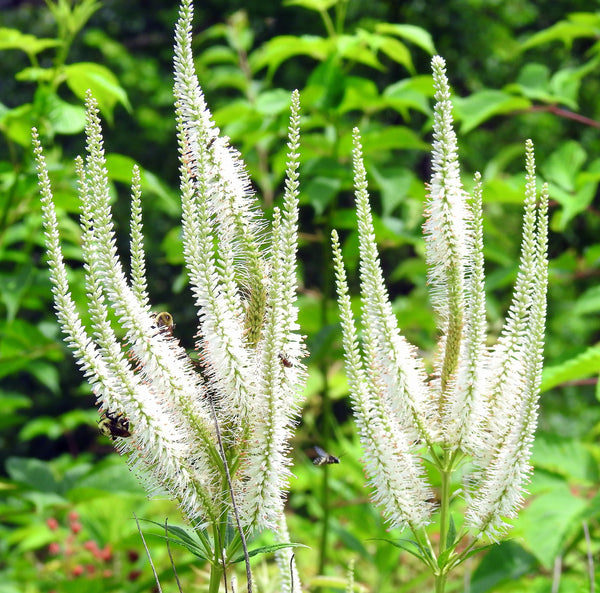 Culver's Root