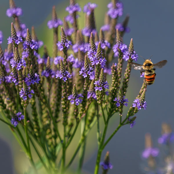 Blue verbena 