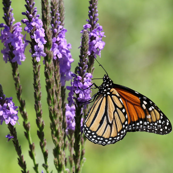 Hoary Vervain