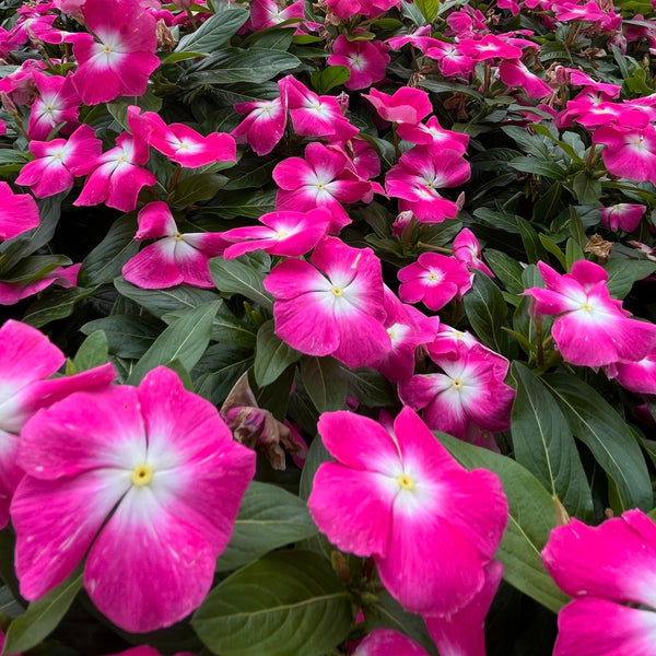 Vinca Pacifica XP Burgundy Halo