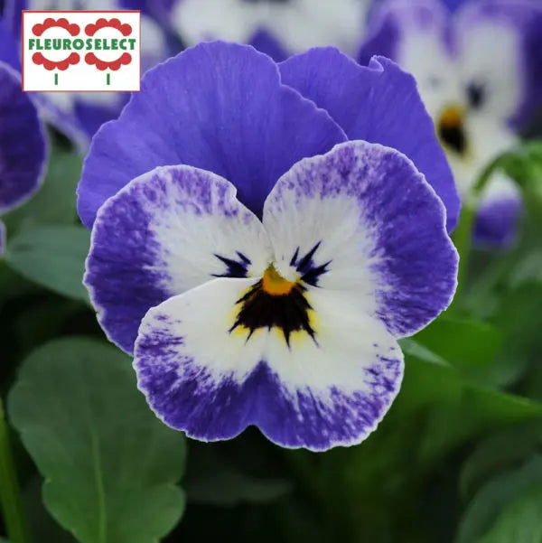 Viola Sorbet® Xp Delft Blue F1