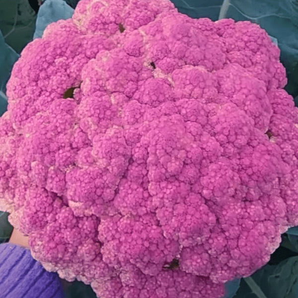 Cauliflower 'Violetta Italia' organic