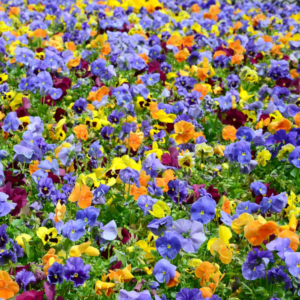 Viola 'Mixed Colors'