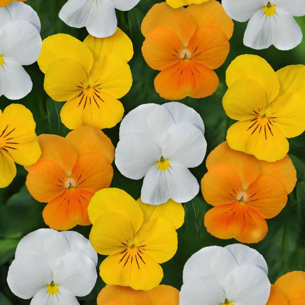 Viola  'Sorbet XP Citrus Mixed'